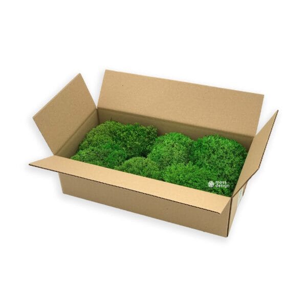 Kopcovitý lišajník 0,2m2