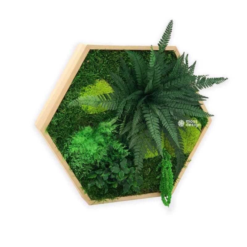 Machový šesťuholník - rastliny a mach