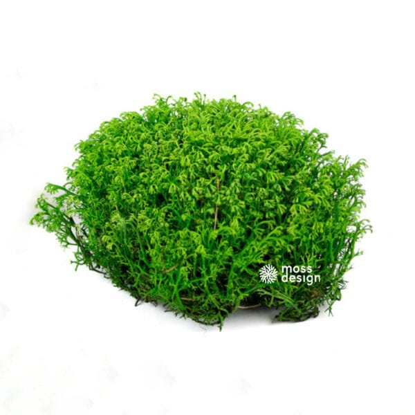 Stabilizovaný kopcovitý lišajník