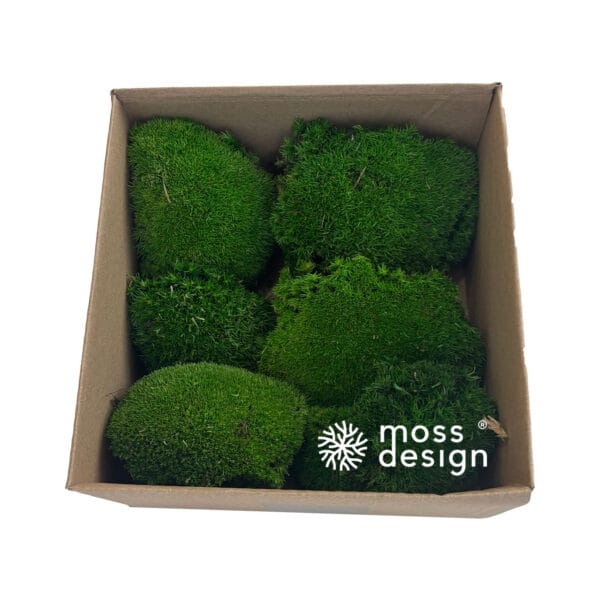 Stabilisiertes Kugelmoos - dunkel - 0,1m²