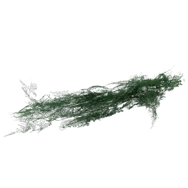 Stabilisierter Asparagus
