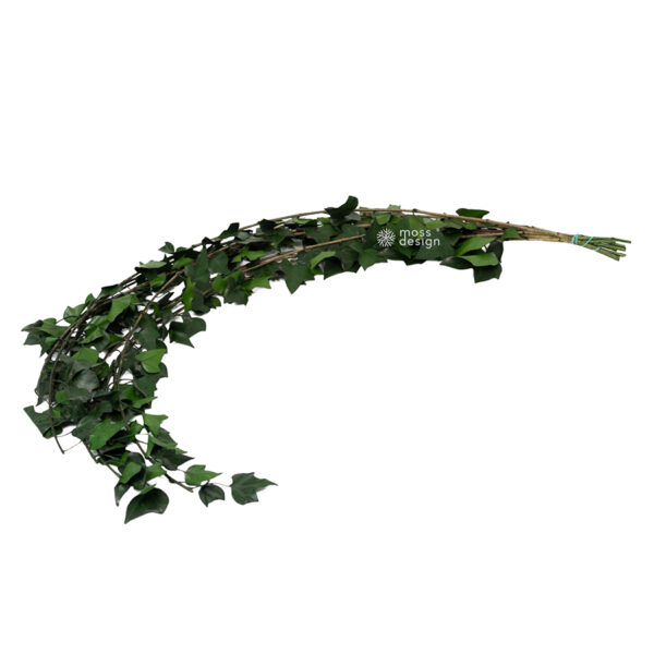 Stabilisierter Efeu