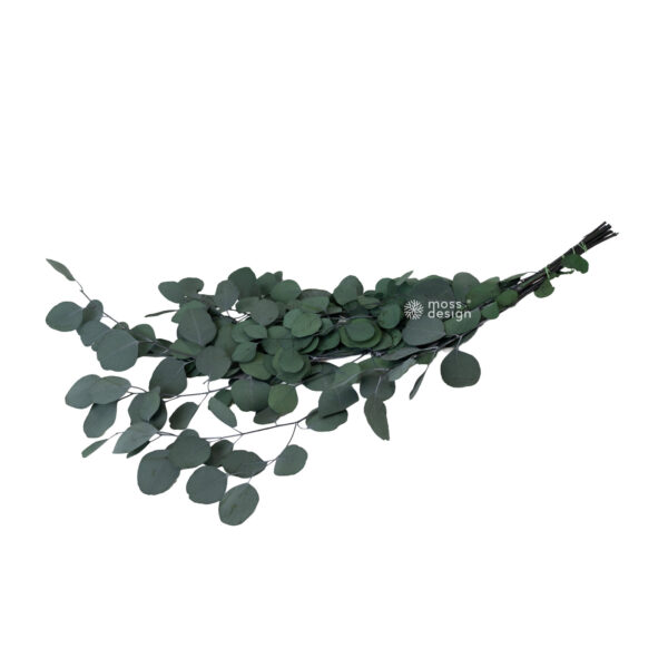 Stabilisierter Eukalyptus populus